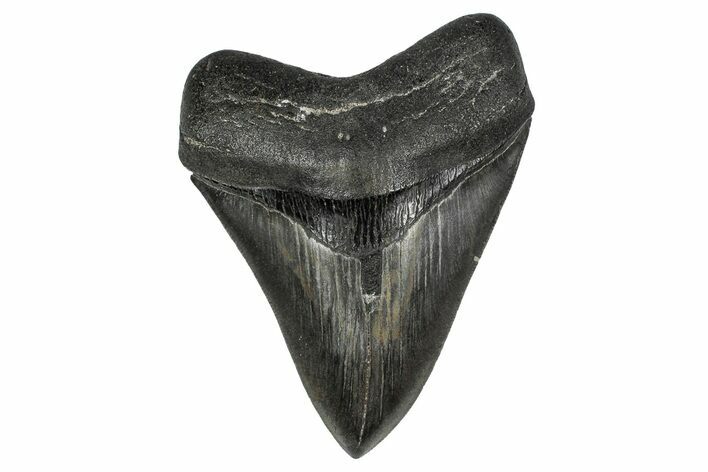 Serrated, Fossil Megalodon Tooth - Georgia #338723